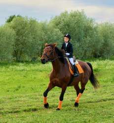 académie équitation