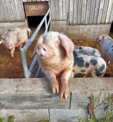 cochon-ferme-sainte-yviere-1.