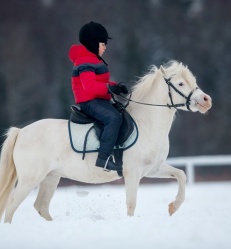 la-bourboule-cheval.