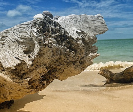 Tronc d'arbre échoué sur une plage de Floride aux Etats-Unis