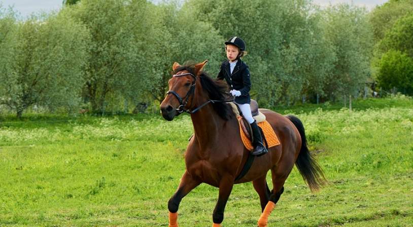 académie équitation