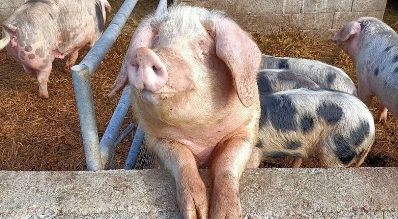 cochon-ferme-sainte-yviere-1.