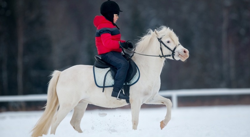 la-bourboule-cheval.