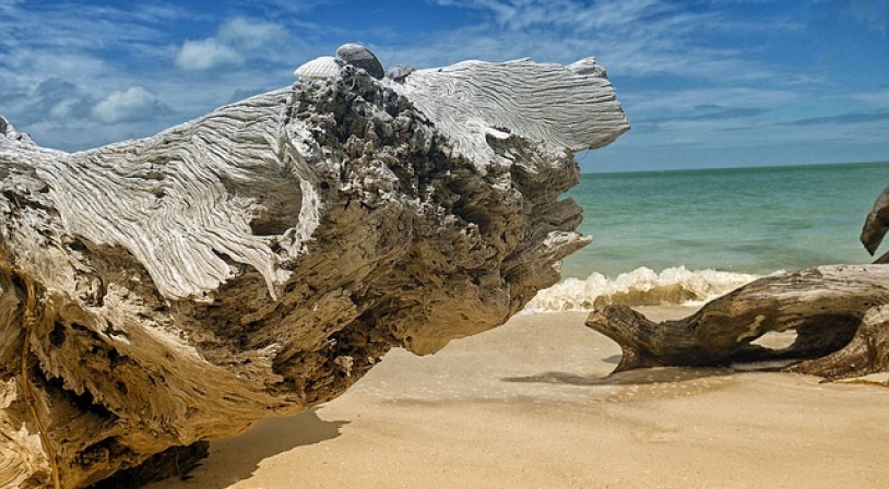 Tronc d'arbre échoué sur une plage de Floride aux Etats-Unis