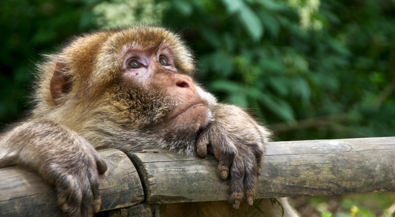 Nature & Futuroscope à Les Chateliers