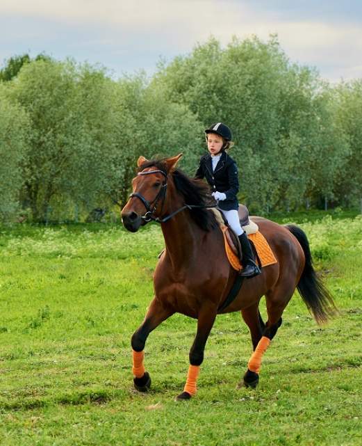 académie équitation académie équitation