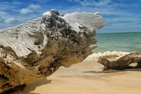 Tronc d'arbre échoué sur une plage de Floride aux Etats-Unis